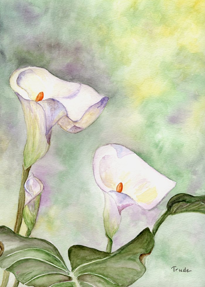 Two white calla lilies against a soft green and lavender wash — watercolour
